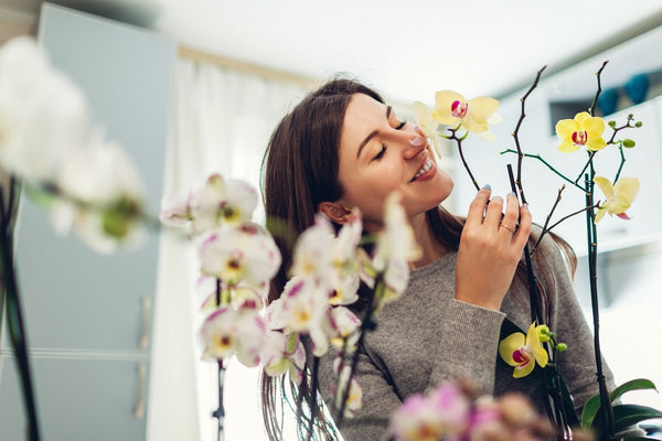 Lo sapevi che avere in casa un’orchidea può cambiarti la vita?