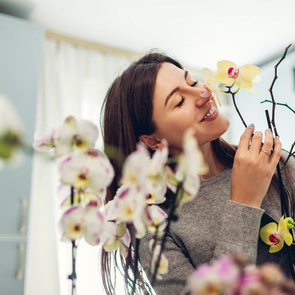 Lo sapevi che avere in casa un'orchidea può cambiarti la vita?