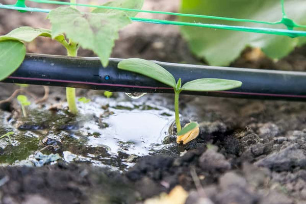 Irrigazioni giardino: gli errori da non commettere