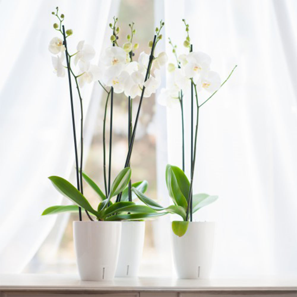 Vaso trasparente per orchidee con sistema di autoirrigazione
