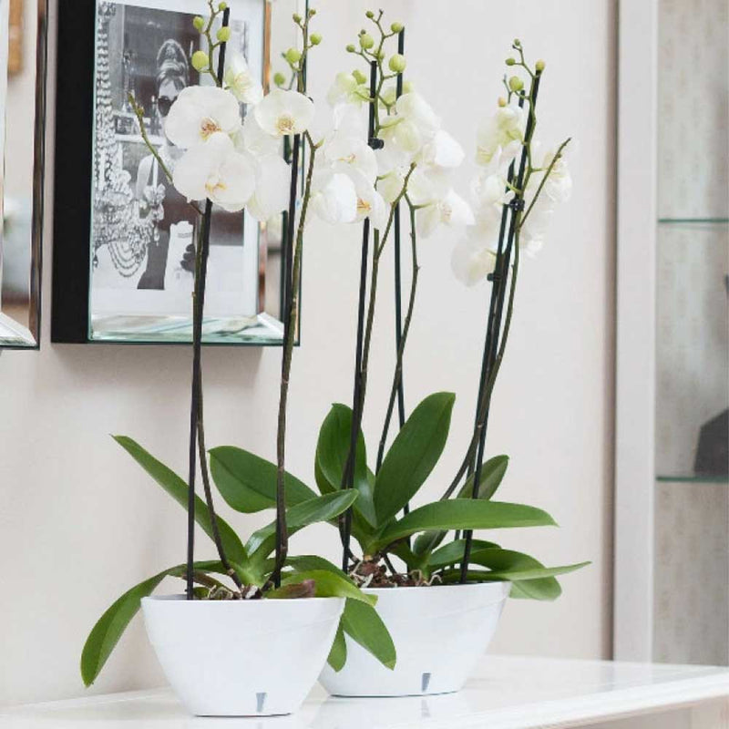 Vaso ovale bianco per fiori e orchidee - Calipso - cm 35 - 3,8 litri