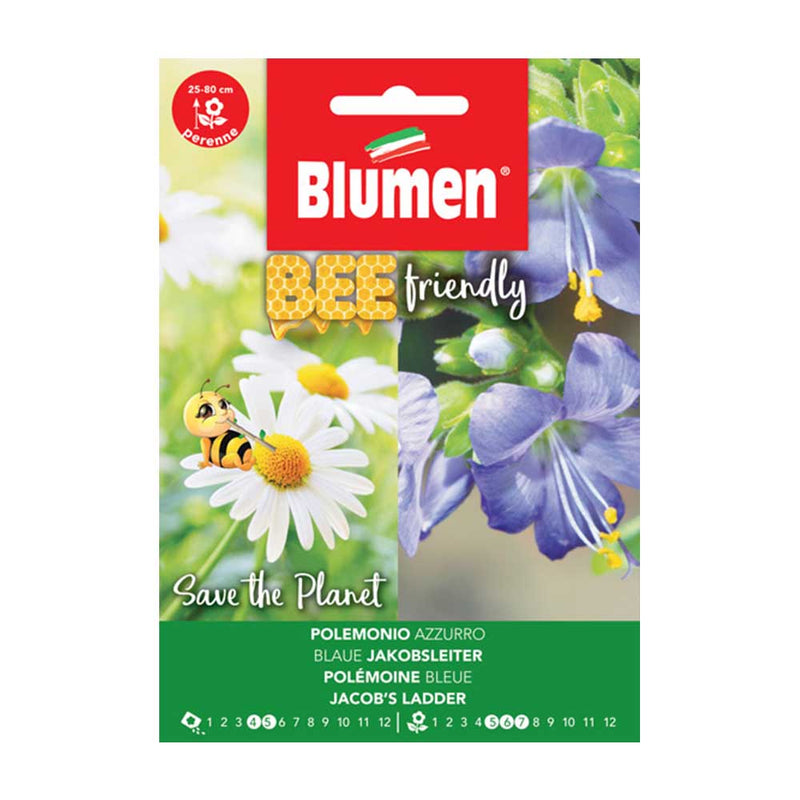 semi di fiori polemonio azzurro - blumen