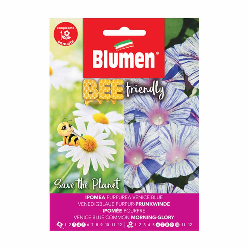 semi di fiori ipomea purpurea - blumen
