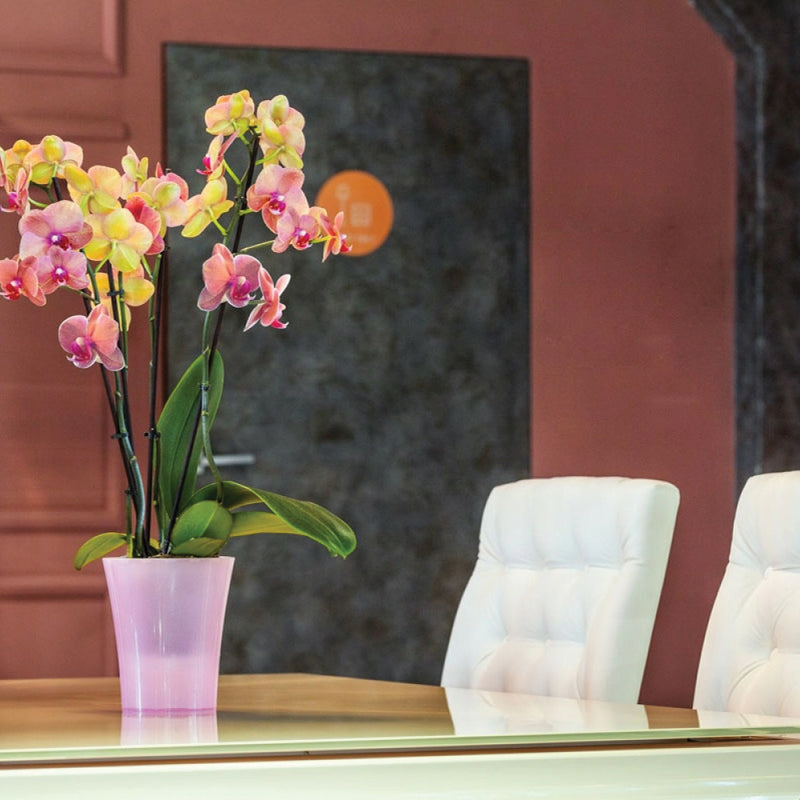 Kit Rinvaso Orchidee - Vaso, Sottovaso, Terriccio con Corteccia di Pino –  Bloome