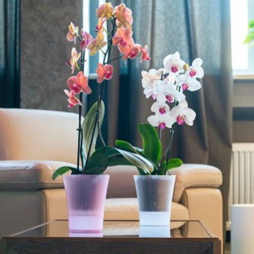 Kit rinvaso per 2 orchidee - con 2 vasi, terriccio, concime, guanti e forbice