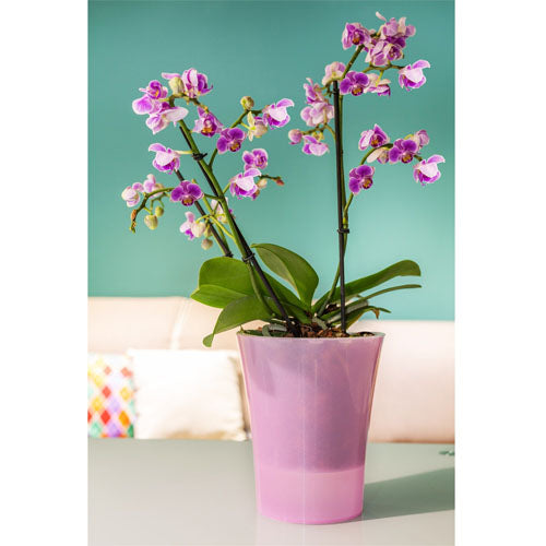Vaso per orchidea trasparente con auto-irrigazione - Arte Dea - 2 litri